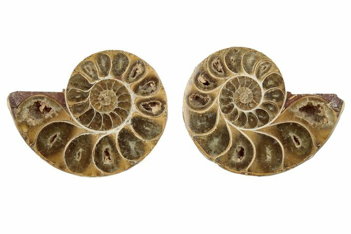 Jurassic Cut & Polished Ammonite Fossil - Madagascar #289298